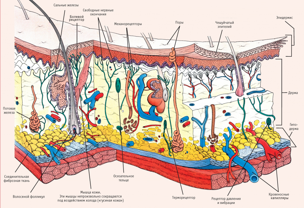 Типы кожи лица и их характеристика в косметологии