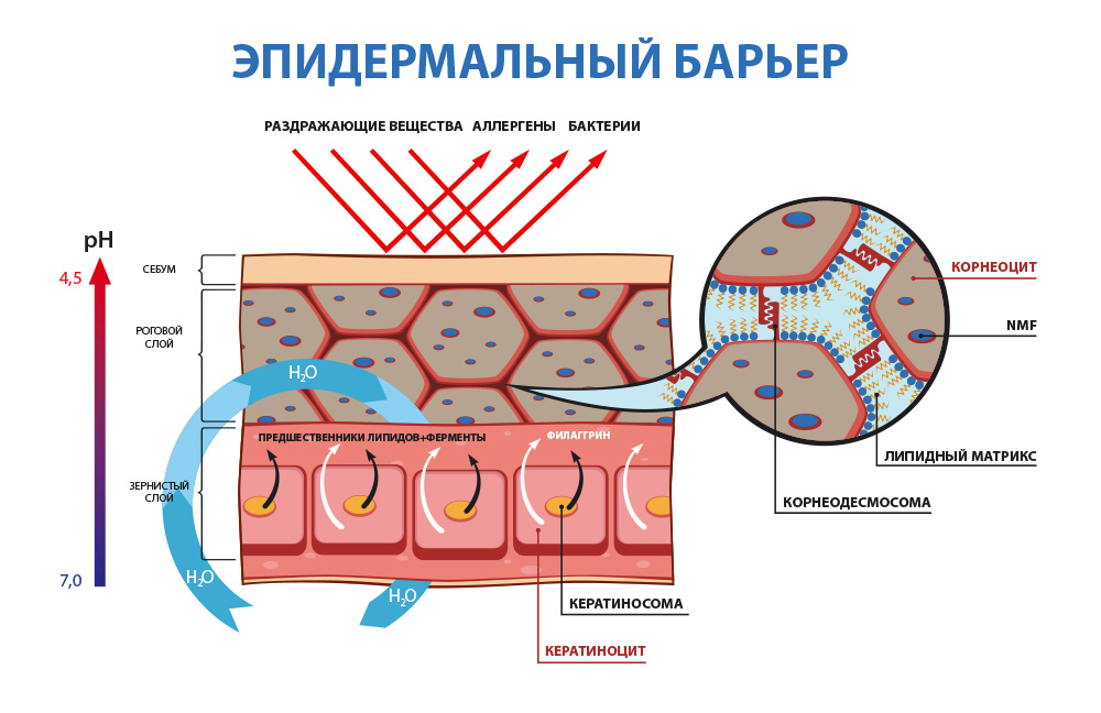 эпидермальный барьер - водно-липидная мантия кожи