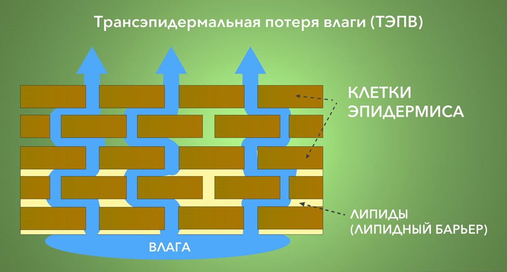 ТЭПВ-испарению конденсированной воды через роговой слой кожи ТЭПВ-испарению конденсированной воды через роговой слой кожи