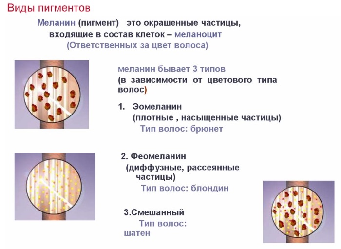 melanin-виды пигментов.jpg melanin-виды пигментов.jpg