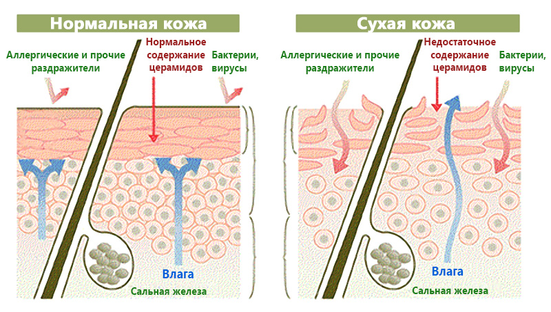 отличие нормальной кожи от проблемной.jpg отличие нормальной кожи от проблемной.jpg