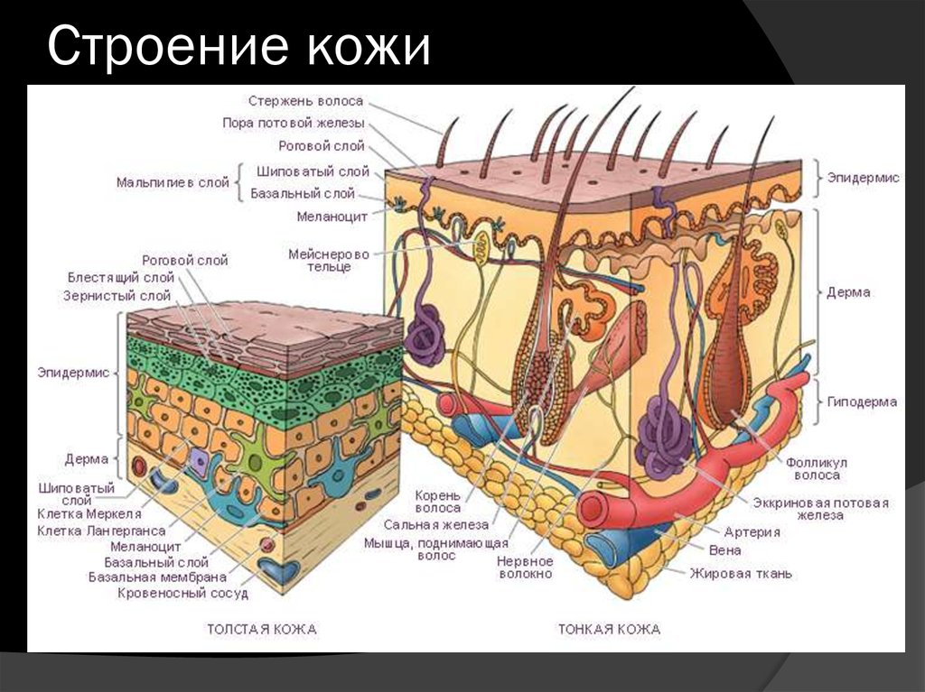 строение кожи с расшифровкой эпидермиса строение кожи с расшифровкой эпидермиса1.jpg