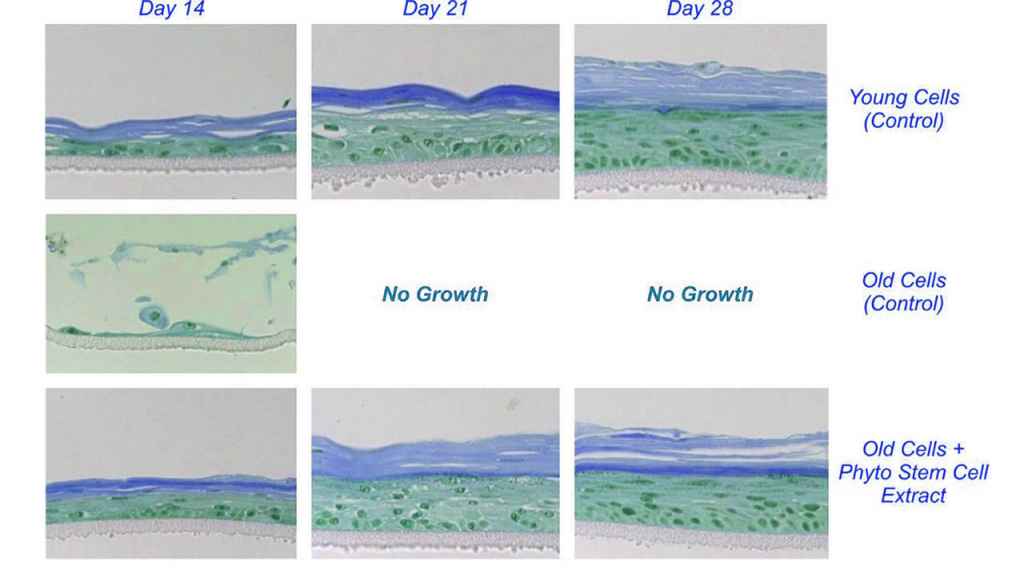 Swissstemcells_результаты использвания.jpg Swissstemcells_результаты использвания.jpg