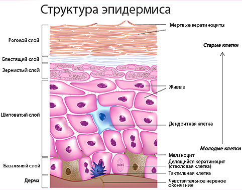 структура эпидермиса структура эпидермиса