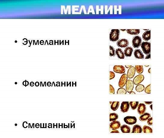 4 вида меланина.jpg 4 вида меланина.jpg