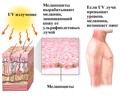 melanin-синтез.jpg melanin-синтез.jpg