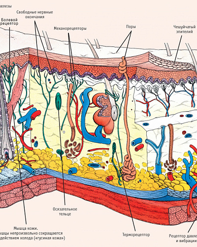 Типы кожи лица и их характеристика в косметологии