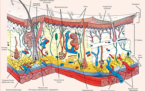 Типы кожи лица и их характеристика в косметологии